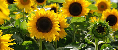 Blooming Beauties: Nine Easy Flowers to Grow from Seed in the UK