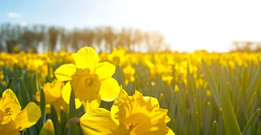 Spring Into Action: Top Gardening Tips for a Beautiful Garden
