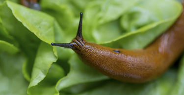 Battling the Slimy Intruders: Managing Slugs in Your Garden
