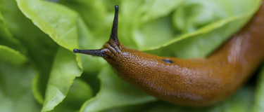 Battling the Slimy Intruders: Managing Slugs in Your Garden