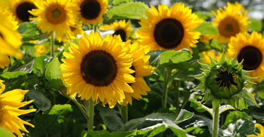 Blooming Beauties: Nine Easy Flowers to Grow from Seed in the UK
