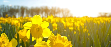Spring Into Action: Top Gardening Tips for a Beautiful Garden