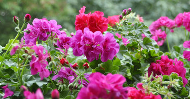 Plants for July!