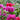 Plants for July!