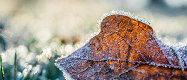 How to Prepare Your Wooden Garden Planters and Plants for a British Winter