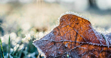 How to Prepare Your Wooden Garden Planters and Plants for a British Winter