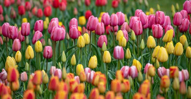Blooming Beauty: Planting Bulbs and Flowers in February for a Stunning Spring Garden