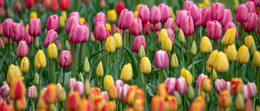 Blooming Beauty: Planting Bulbs and Flowers in February for a Stunning Spring Garden