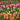 Blooming Beauty: Planting Bulbs and Flowers in February for a Stunning Spring Garden